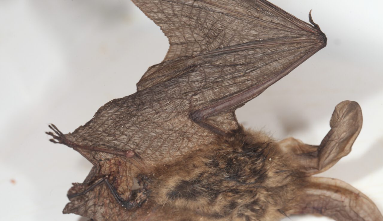 Brown Long-eared Bat - Zoological Museum Netherlands